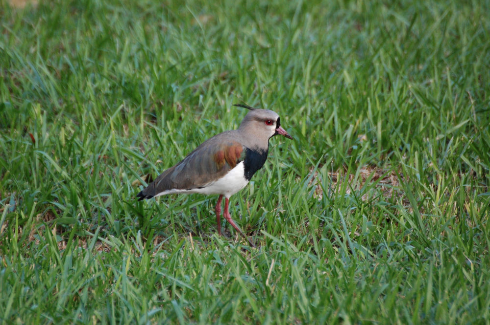 Brasile - Pavoncella (Vanellus chilensis)